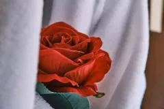 ImageToStl.com_N°22